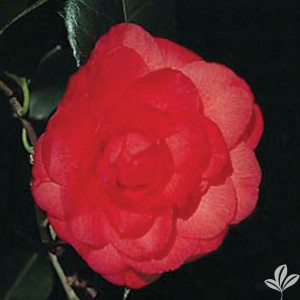 Arctic Rose Camellia, Camellia x 'Arctic Rose'